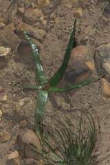 Trachyandra muricata