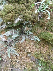 Myriopteris gracilis