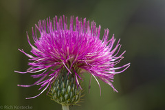 Cirsium ochrocentrum