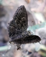 Hesperopsis gracielae