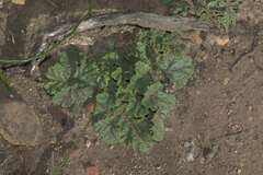 Pelargonium lobatum