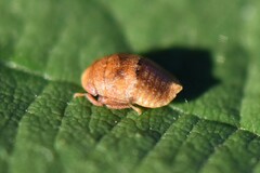 Penthimia nigra