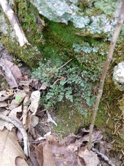 Myriopteris gracilis