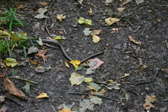 Anguis fragilis
