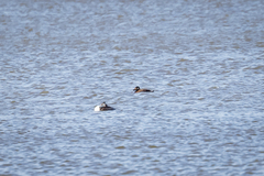 Melanitta stejnegeri