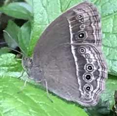 Mycalesis mineus