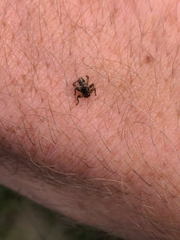 Hippoboscidae