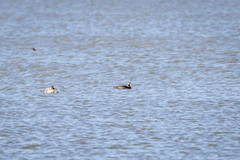 Melanitta stejnegeri