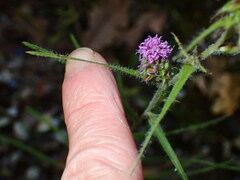 Liatris hirsuta
