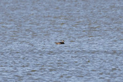 Melanitta stejnegeri