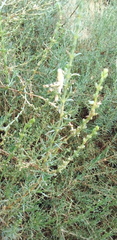 Salsola oppositifolia