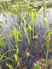 Sagittaria rigida