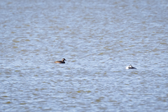 Melanitta stejnegeri