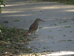 Toxostoma longirostre