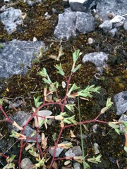 Euphorbia vermiculata