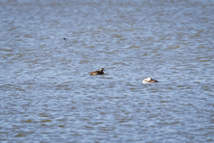 Melanitta stejnegeri