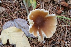 Rhodocollybia butyracea