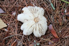 Rhodocollybia butyracea