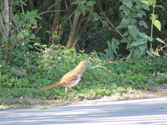 Toxostoma longirostre