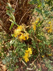 Hypericum canariense