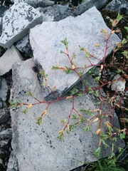 Euphorbia vermiculata