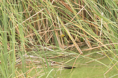 Ploceus melanocephalus