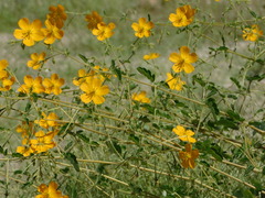 Kallstroemia peninsularis