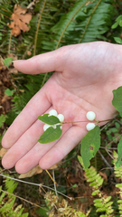 Symphoricarpos albus