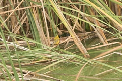 Ploceus melanocephalus