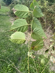 Reynoutria sachalinensis