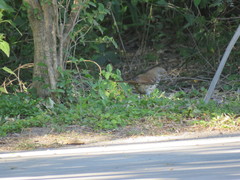 Toxostoma longirostre