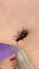 Lagria villosa