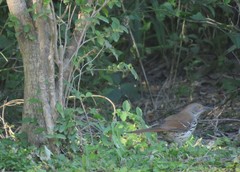 Toxostoma longirostre