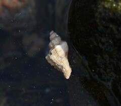 Ocenebra