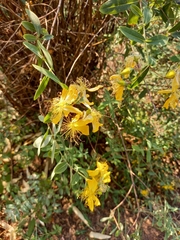 Hypericum canariense