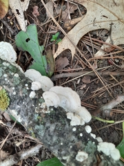 Trametes conchifer