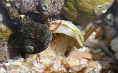 Clibanarius erythropus