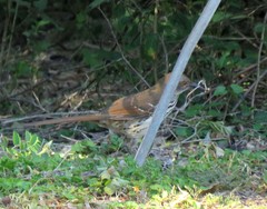 Toxostoma longirostre