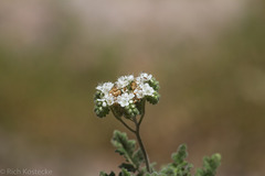 Phacelia rupestris