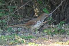 Toxostoma longirostre