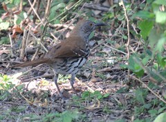 Toxostoma longirostre