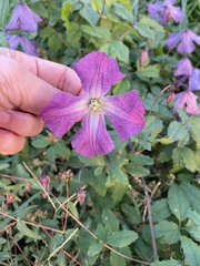 Clematis viticella