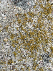 Candelariella