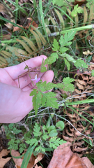 Geranium robertianum