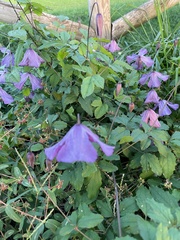 Clematis viticella