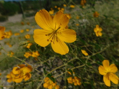 Kallstroemia peninsularis