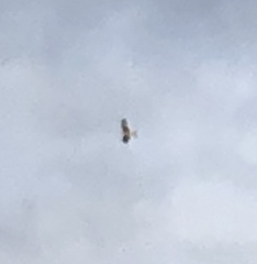 Milvus milvus milvus