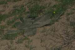 Brunsvigia orientalis