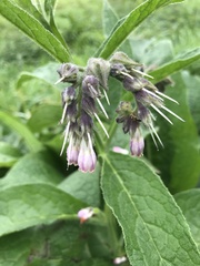 Symphytum officinale