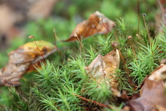 Polytrichum formosum